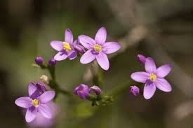 Attēlu rezultāti vaicājumam “Centaurium littorale flower”