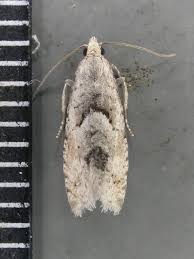 Attēlu rezultāti vaicājumam “Epinotia bilunana”