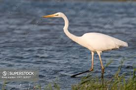 Attēlu rezultāti vaicājumam “Egretta alba”