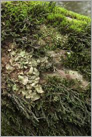 Attēlu rezultāti vaicājumam “Dermatocarpon luridum”