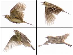 Image result for Anthus godlewskii