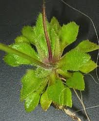 Attēlu rezultāti vaicājumam “Erophila verna fruit”