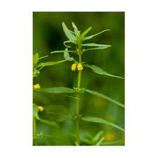 Attēlu rezultāti vaicājumam “Melampyrum sylvaticum leaf”