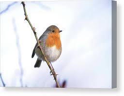 Attēlu rezultāti vaicājumam “Erithacus rubecula adult”
