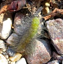 Attēlu rezultāti vaicājumam “Phalonidea permixtana”