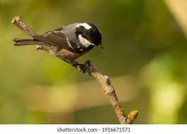 Attēlu rezultāti vaicājumam “Periparus ater”