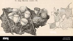 Attēlu rezultāti vaicājumam “Craterium minutum cf. var. brunneum macro”