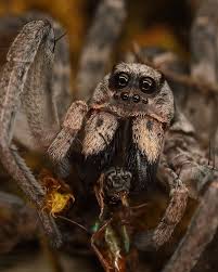 Attēlu rezultāti vaicājumam “Lycosidae”