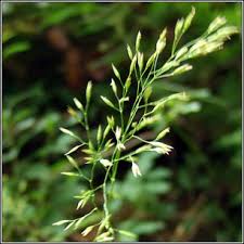 Attēlu rezultāti vaicājumam “Festuca altissima flower”