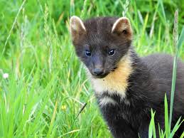 Attēlu rezultāti vaicājumam “Martes”