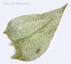 Attēlu rezultāti vaicājumam “Eurhynchiastrum pulchellum”