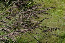 Attēlu rezultāti vaicājumam “Calamagrostis purpurea”