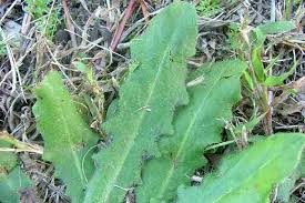 Attēlu rezultāti vaicājumam “Hypochaeris radicata”