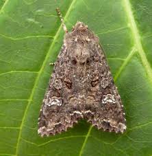 Attēlu rezultāti vaicājumam “Mamestra brassicae pupa”