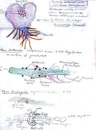 Attēlu rezultāti vaicājumam “Encalypta streptocarpa sporophyte”