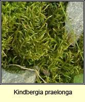 Attēlu rezultāti vaicājumam “Pleurocarpous mosses”