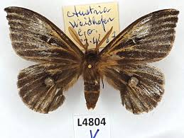 Attēlu rezultāti vaicājumam “Aglia tau”