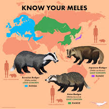 Attēlu rezultāti vaicājumam “Meles meles adult”