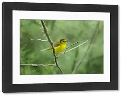 Image result for Wilsonia citrina