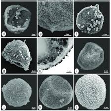 Attēlu rezultāti vaicājumam “Rhabdoweisia fugax”