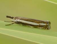 Attēlu rezultāti vaicājumam “Crambus silvella”