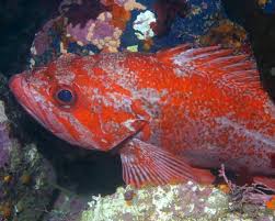 Image result for Sebastes