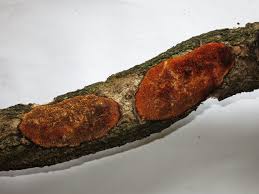 Attēlu rezultāti vaicājumam “Dichomitus campestris”