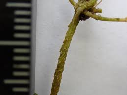 Attēlu rezultāti vaicājumam “Chara rudis”