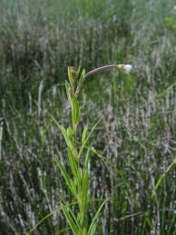 Attēlu rezultāti vaicājumam “Epilobium palustre leaf”