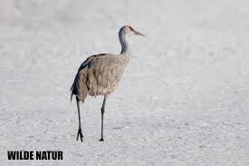 Attēlu rezultāti vaicājumam “Lophophanes cristatus adult”