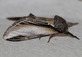 Attēlu rezultāti vaicājumam “Pheosia tremula”