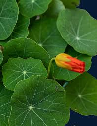 Attēlu rezultāti vaicājumam “Tropaeolum majus leaf”