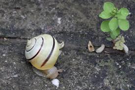 Attēlu rezultāti vaicājumam “Cepaea hortensis”