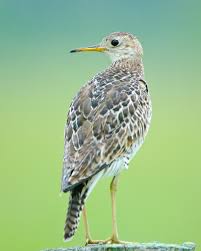 Image result for Bartramia longicauda