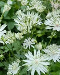 Attēlu rezultāti vaicājumam “Astrantia major leaf”