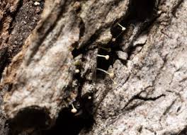 Attēlu rezultāti vaicājumam “Sclerophora coniophaea”