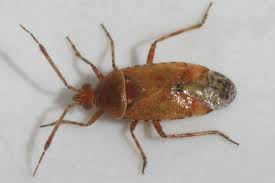 Attēlu rezultāti vaicājumam “Alloeotomus sp.”