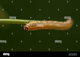 Attēlu rezultāti vaicājumam “Gilpinia”