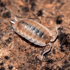 Attēlu rezultāti vaicājumam “Porcellio scaber”