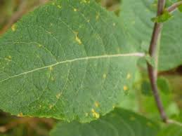 Attēlu rezultāti vaicājumam “Melampsora epitea”