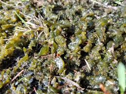 Attēlu rezultāti vaicājumam “Nostoc commune”