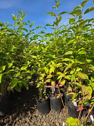 Attēlu rezultāti vaicājumam “Cornus sericea”