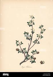 Attēlu rezultāti vaicājumam “Populus x gileadensis”