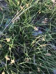 Attēlu rezultāti vaicājumam “Carex chordorrhiza leaf”