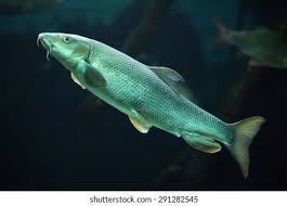 Image result for Barbus barbus