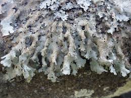 Attēlu rezultāti vaicājumam “Parmelia submontana”