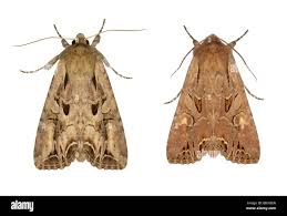 Attēlu rezultāti vaicājumam “Lacanobia suasa”