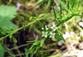 Attēlu rezultāti vaicājumam “Thesium alpinum leaf”