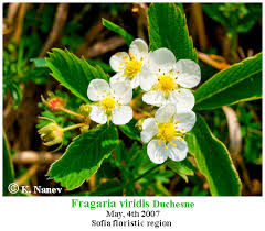 Attēlu rezultāti vaicājumam “Fragaria viridis”