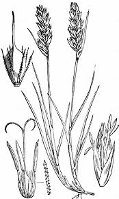 Attēlu rezultāti vaicājumam “Blysmus compressus”